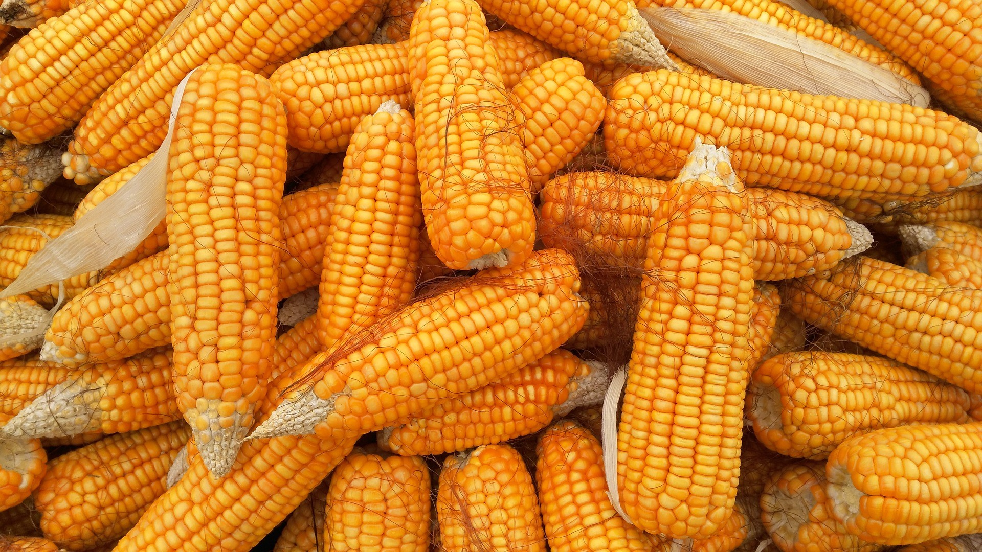 Corn-grains